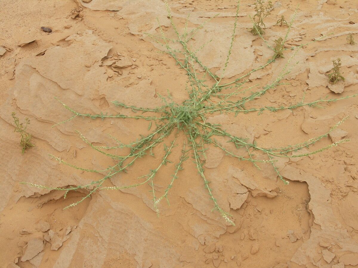 Caylusea hexagyna habit