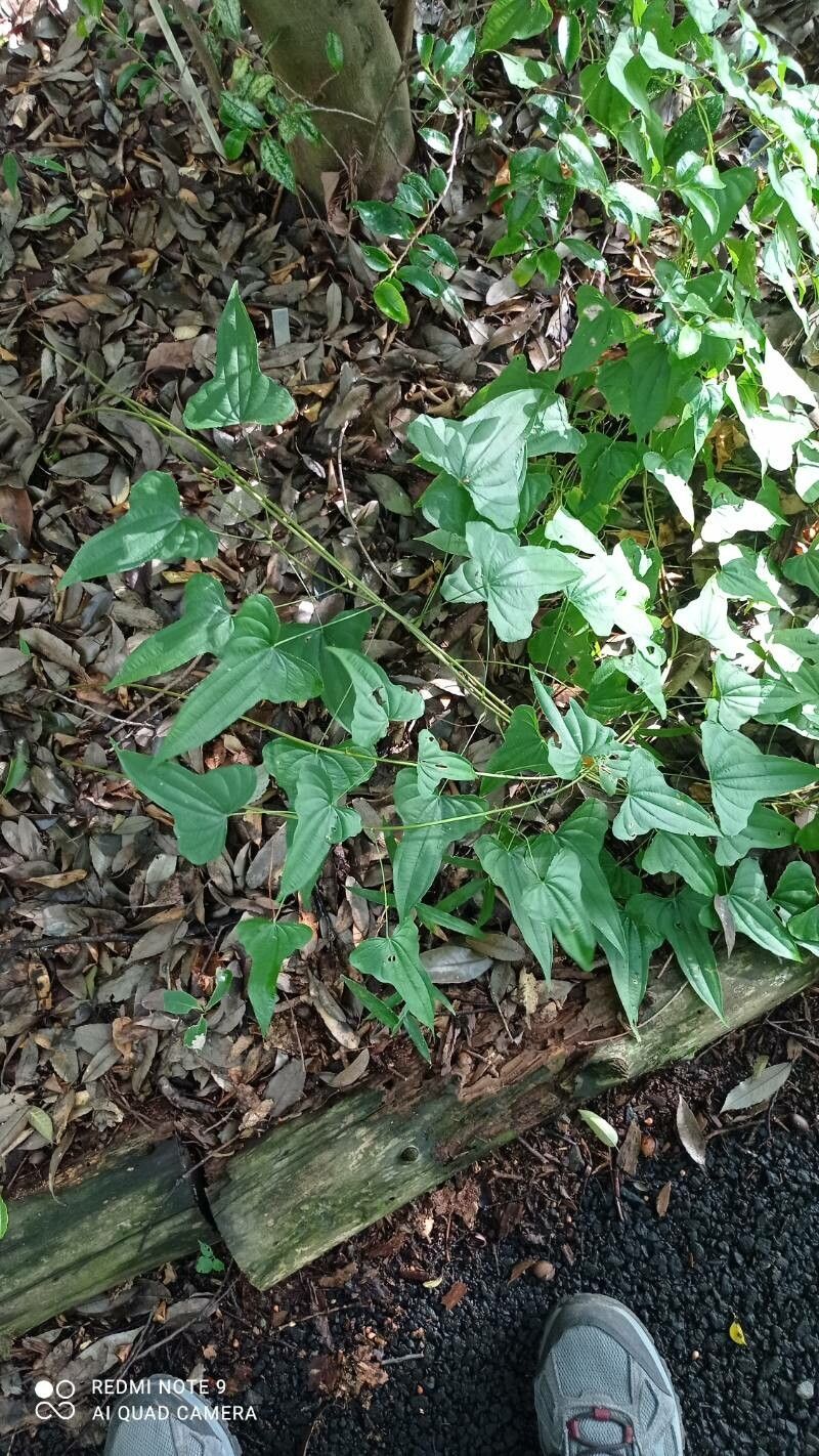 Dioscorea asclepiadea — houseplant care guide