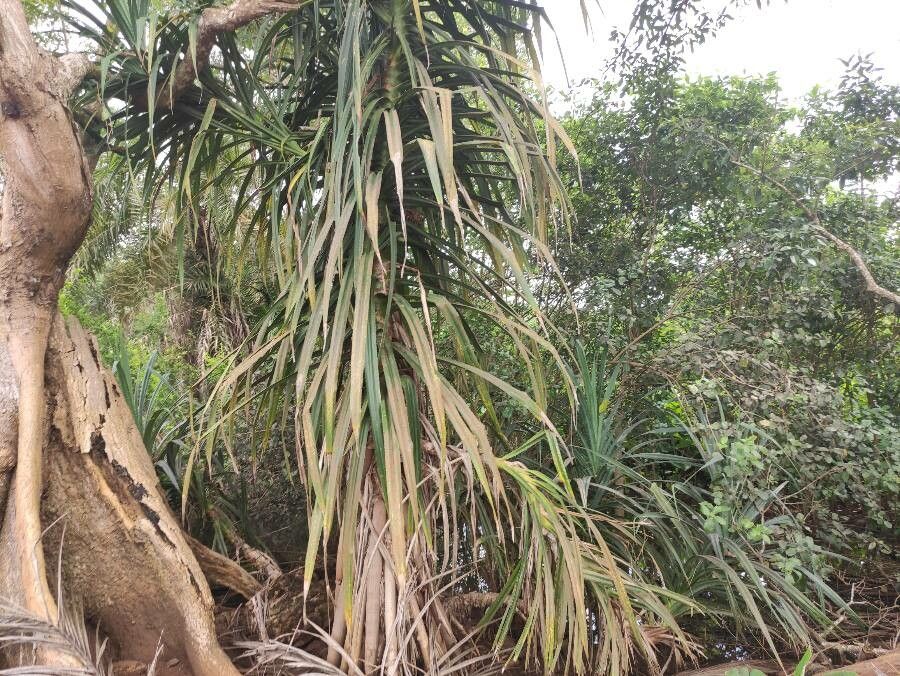 Pandanus mayotteensis leaf