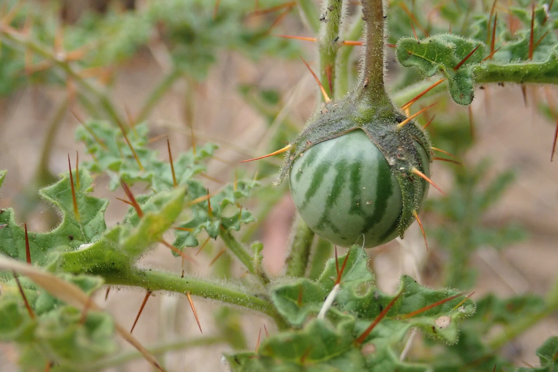 Solanum adenophorum fruit