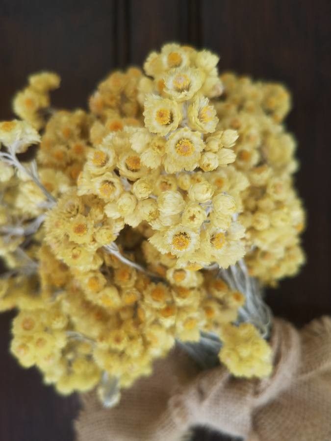 Helichrysum fontanesii flower