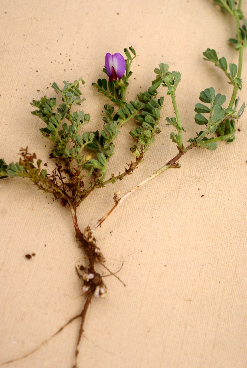 Vicia raynaudii other
