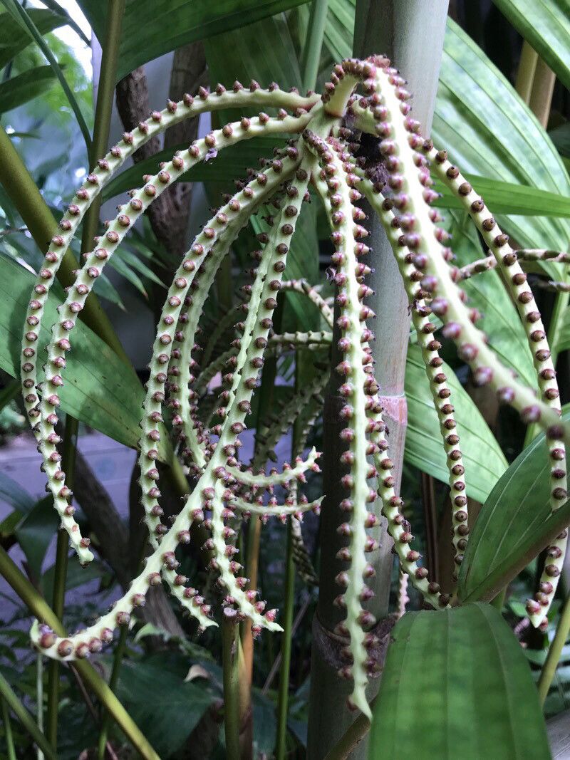 Hyospathe elegans flower