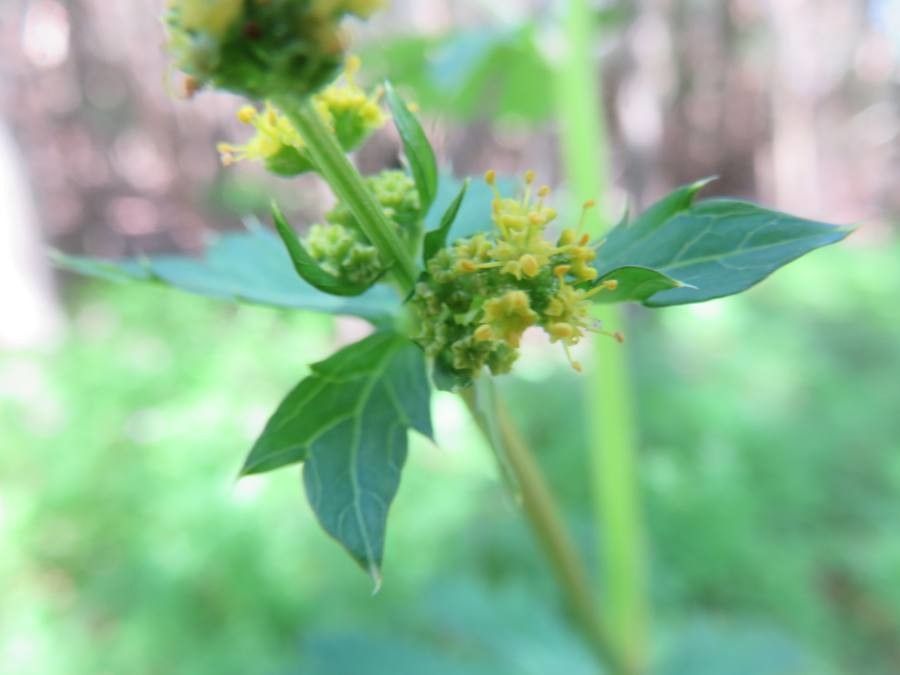 Sanicula crassicaulis flower