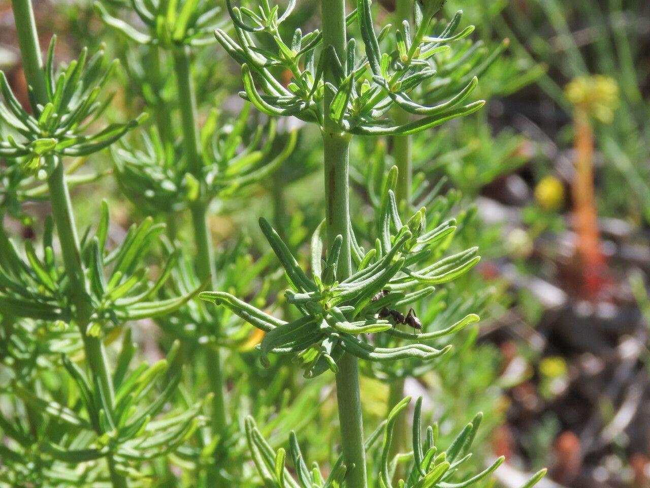 Hypericum hyssopifolium — houseplant care guide