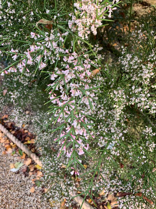 Colletia hystrix bark