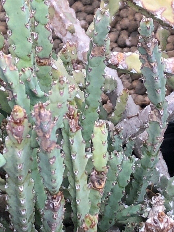 Euphorbia debilispina — houseplant care guide