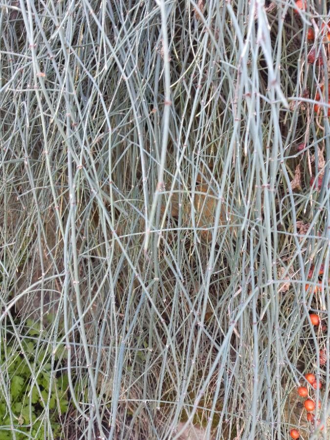 Ephedra foeminea bark