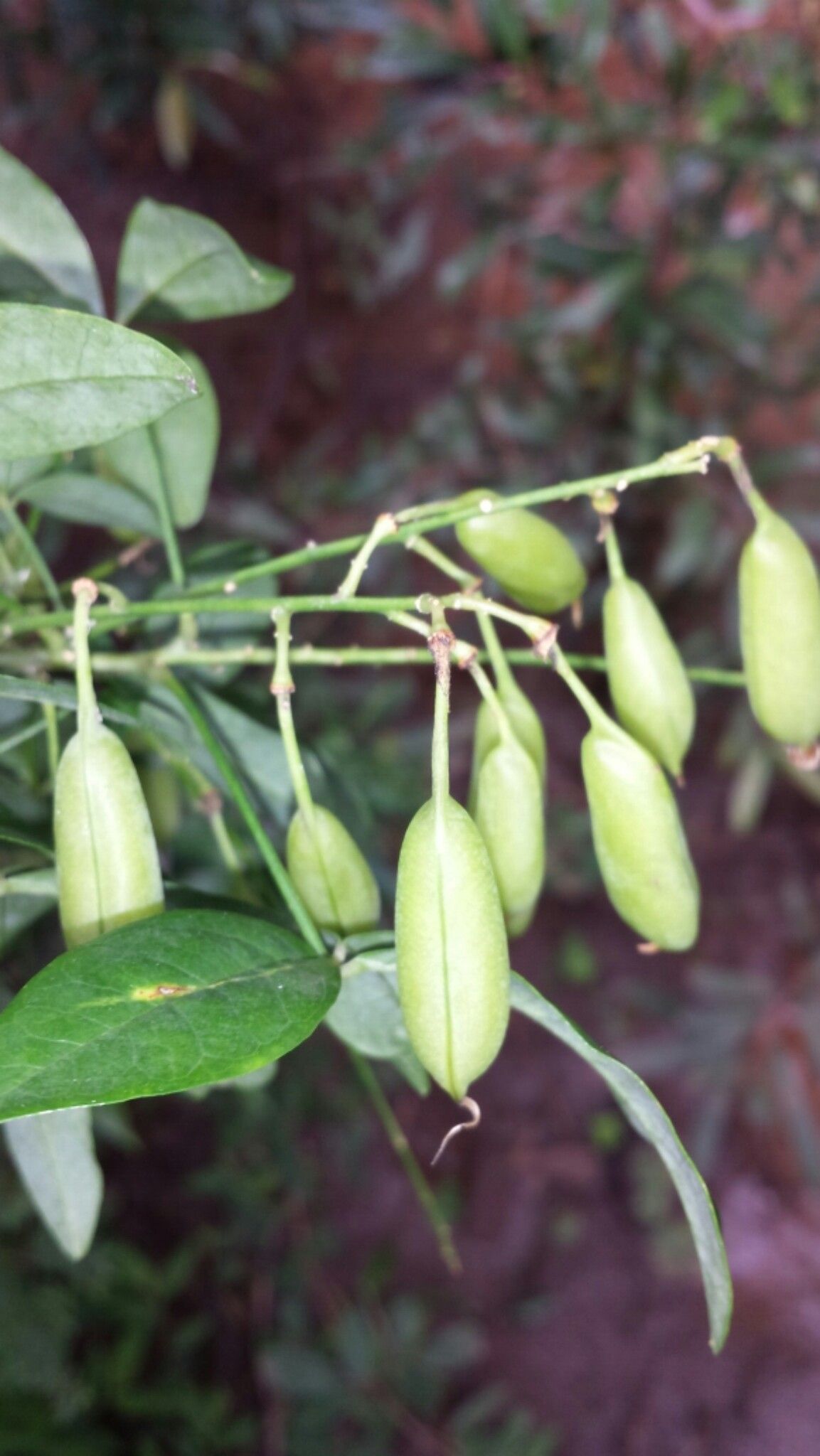 Crotalaria pervillei fruit