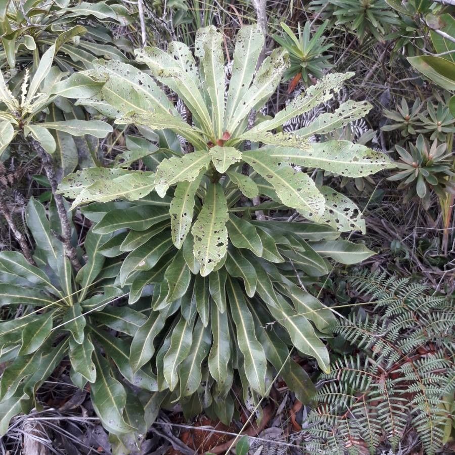Virotia angustifolia — related species from the same genus