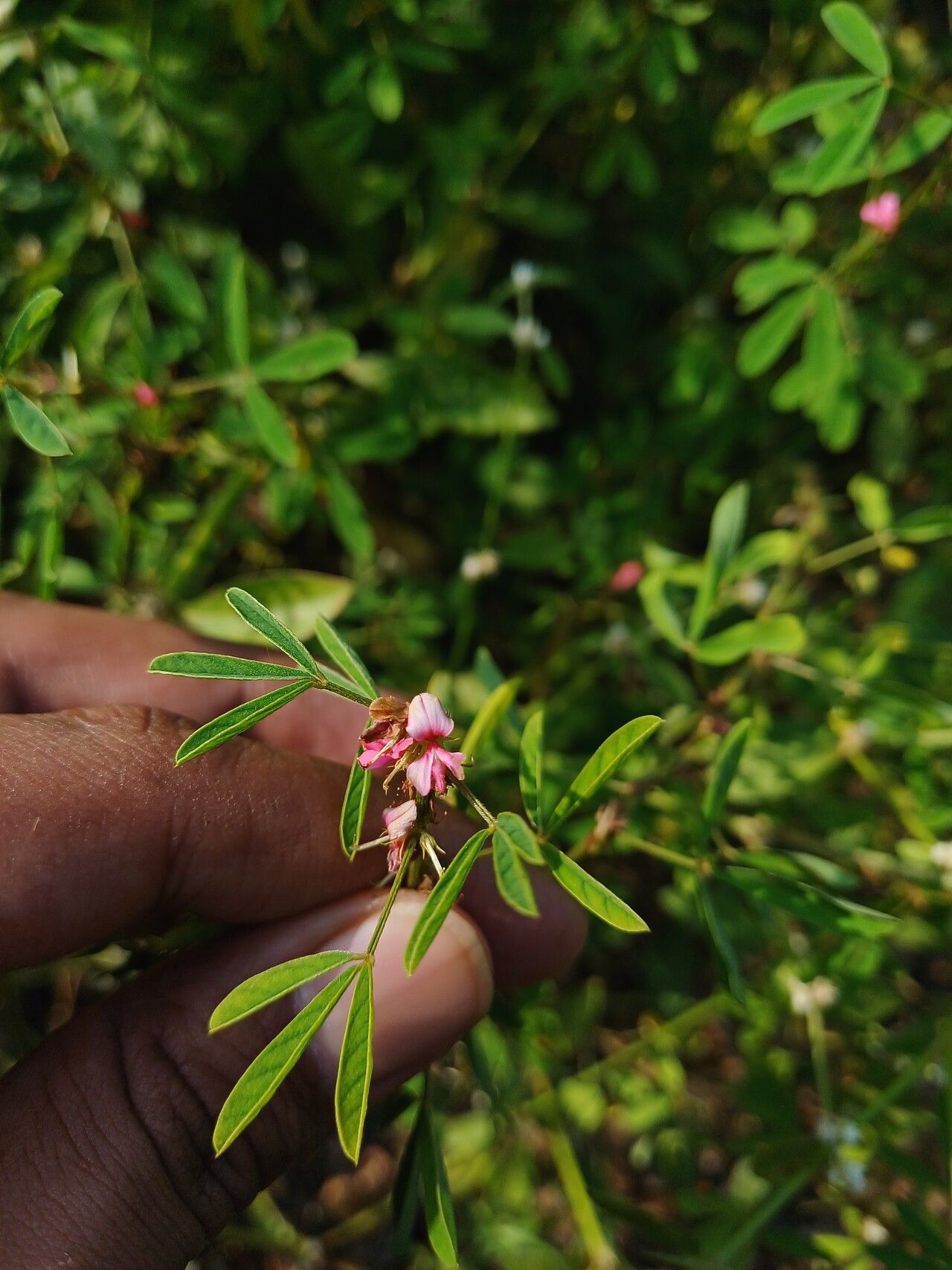 Indigofera trifoliata flower