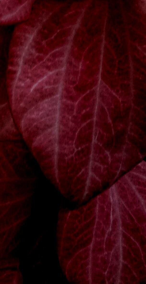 Mussaenda erythrophylla leaf