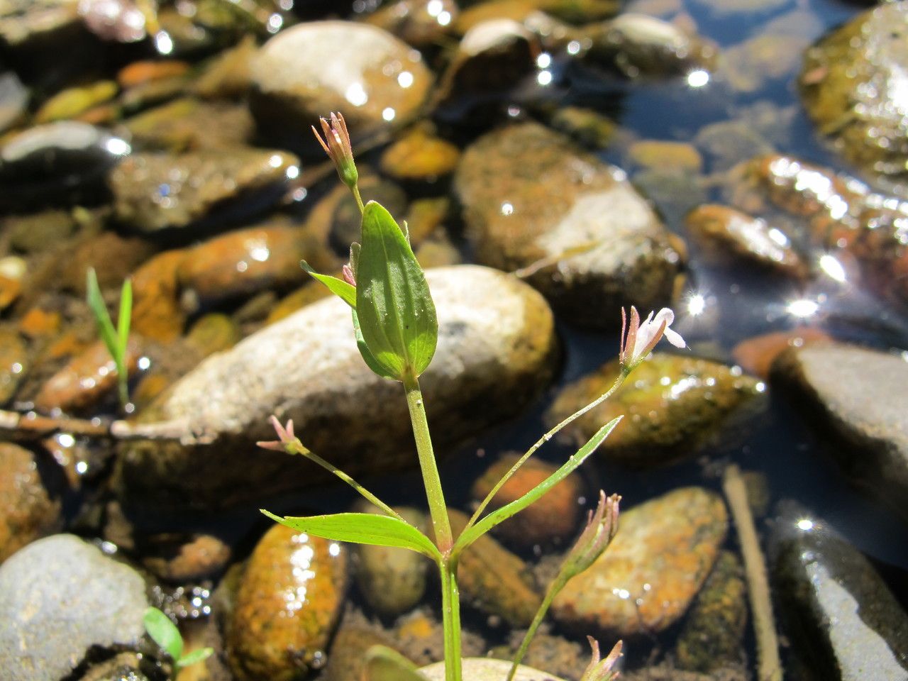 Lindernia palustris other