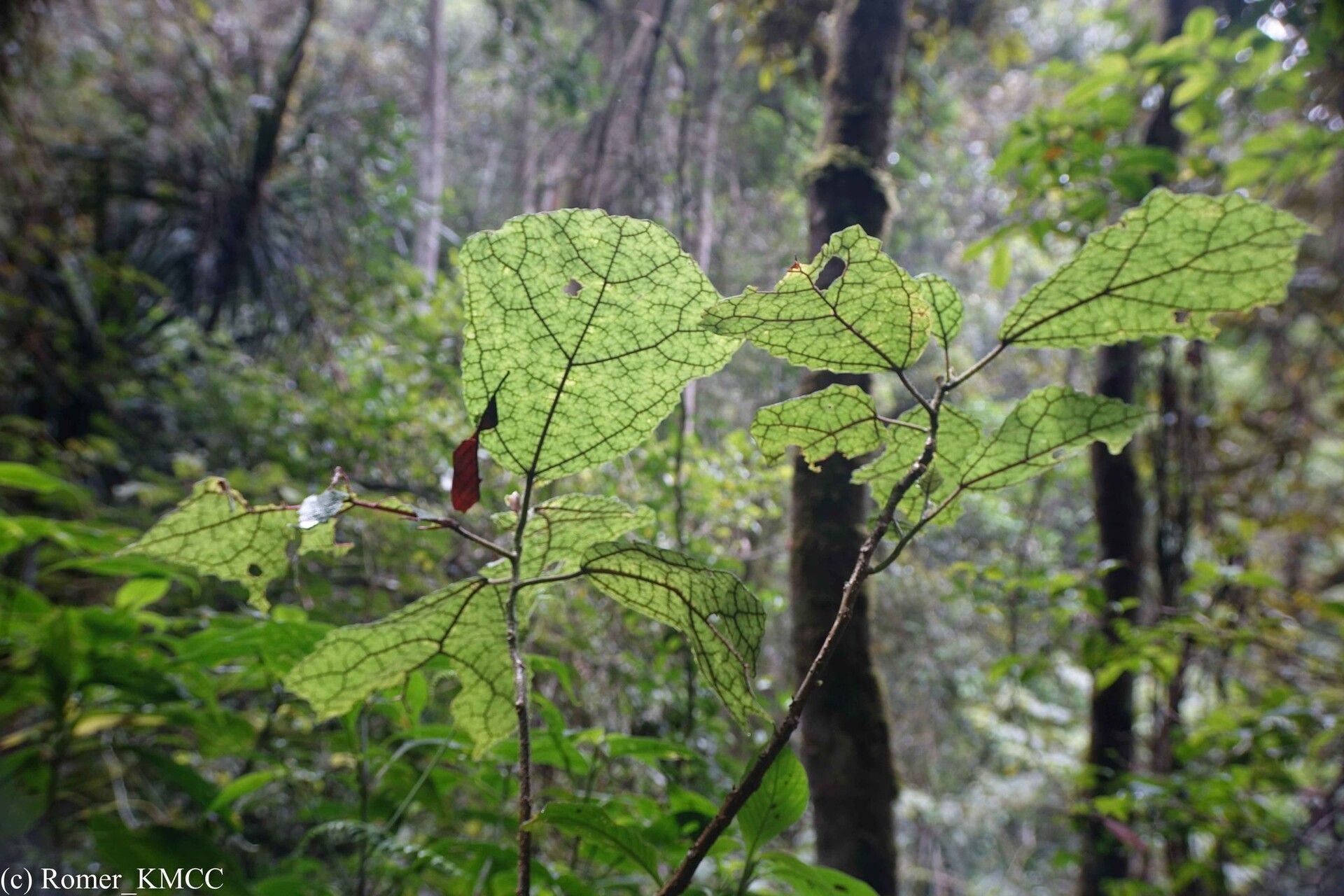 Laportea oligoloba habit