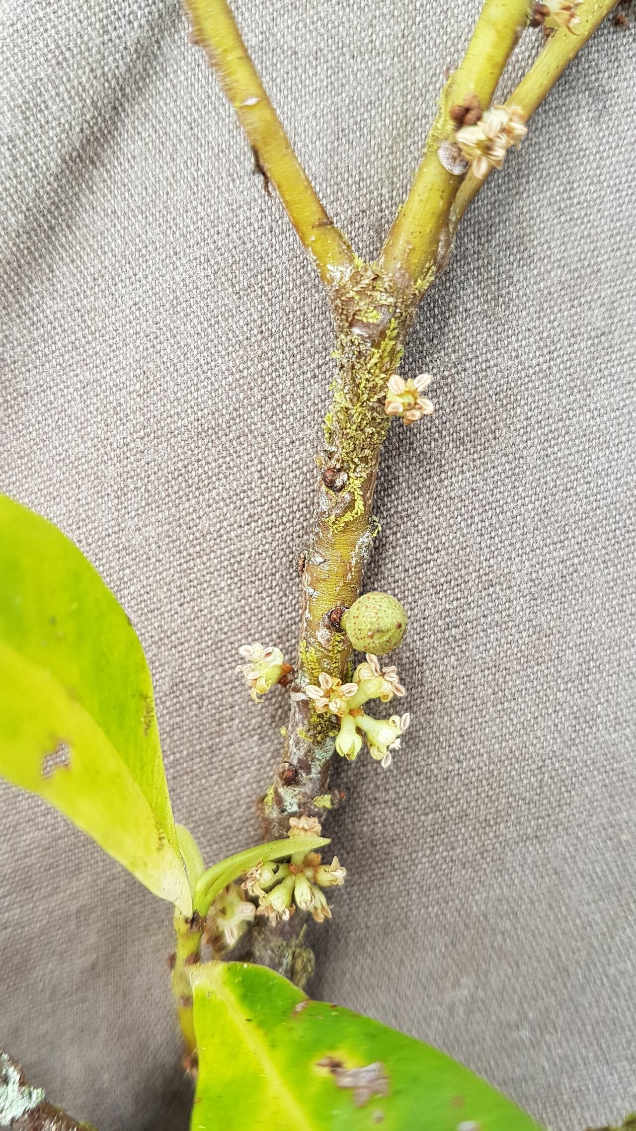 Myrsine parvicarpa — houseplant care guide