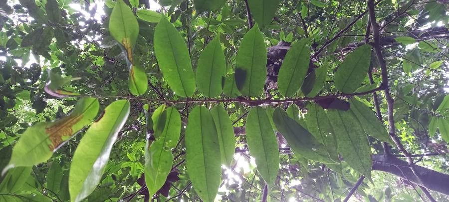 Xylopia bocatorena leaf