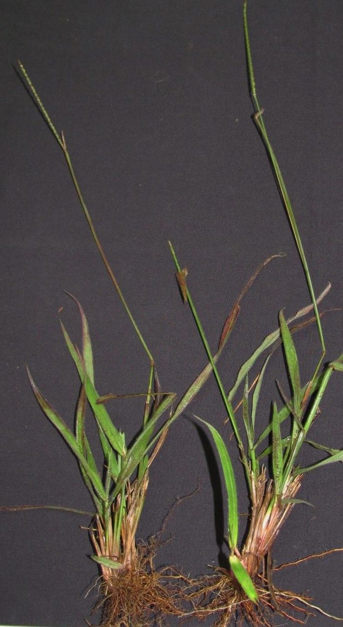 Paspalum pilosum other