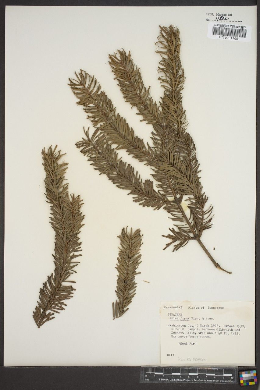Abies firma other
