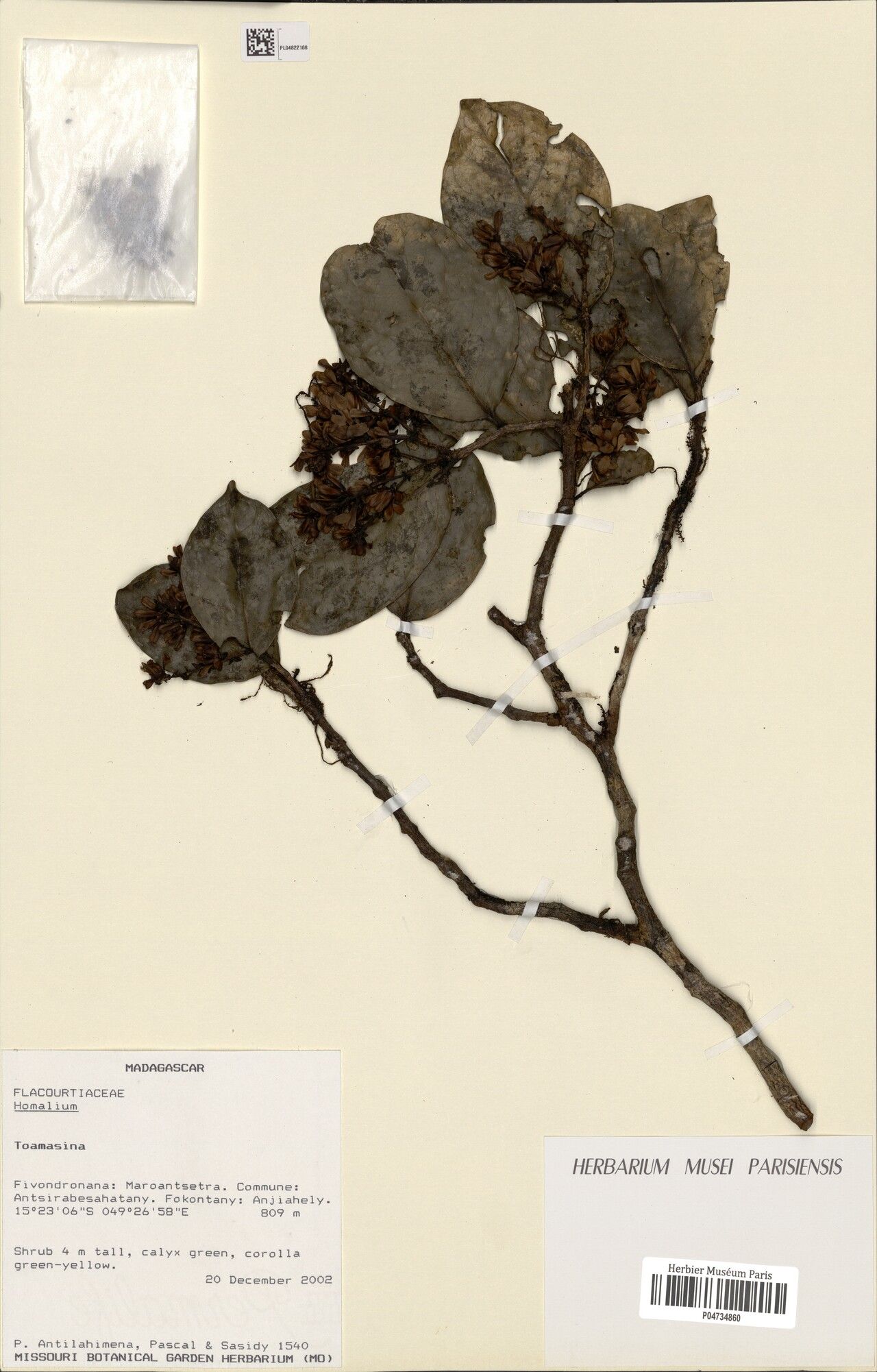 Homalium pachycladum — houseplant care guide