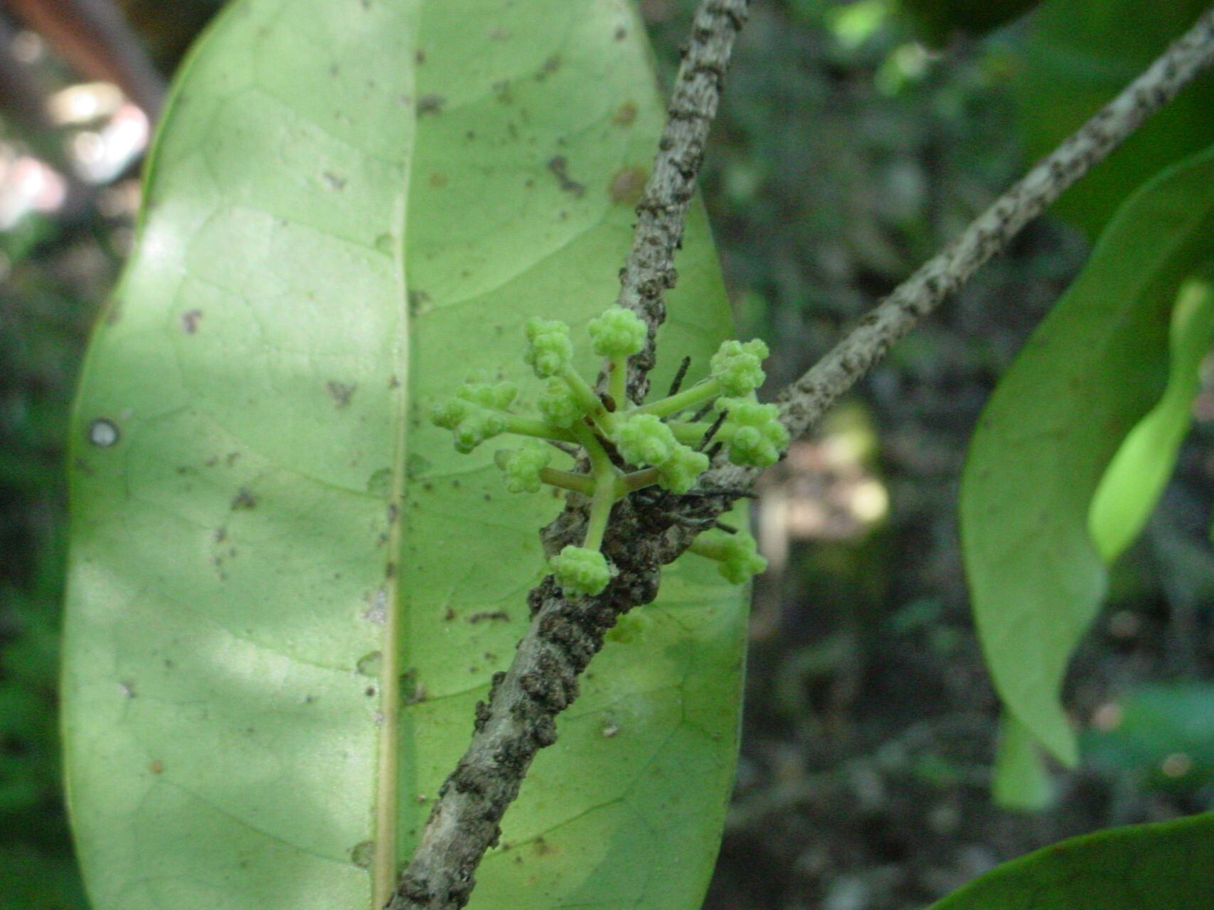 Gynochthodes myrtifolia leaf
