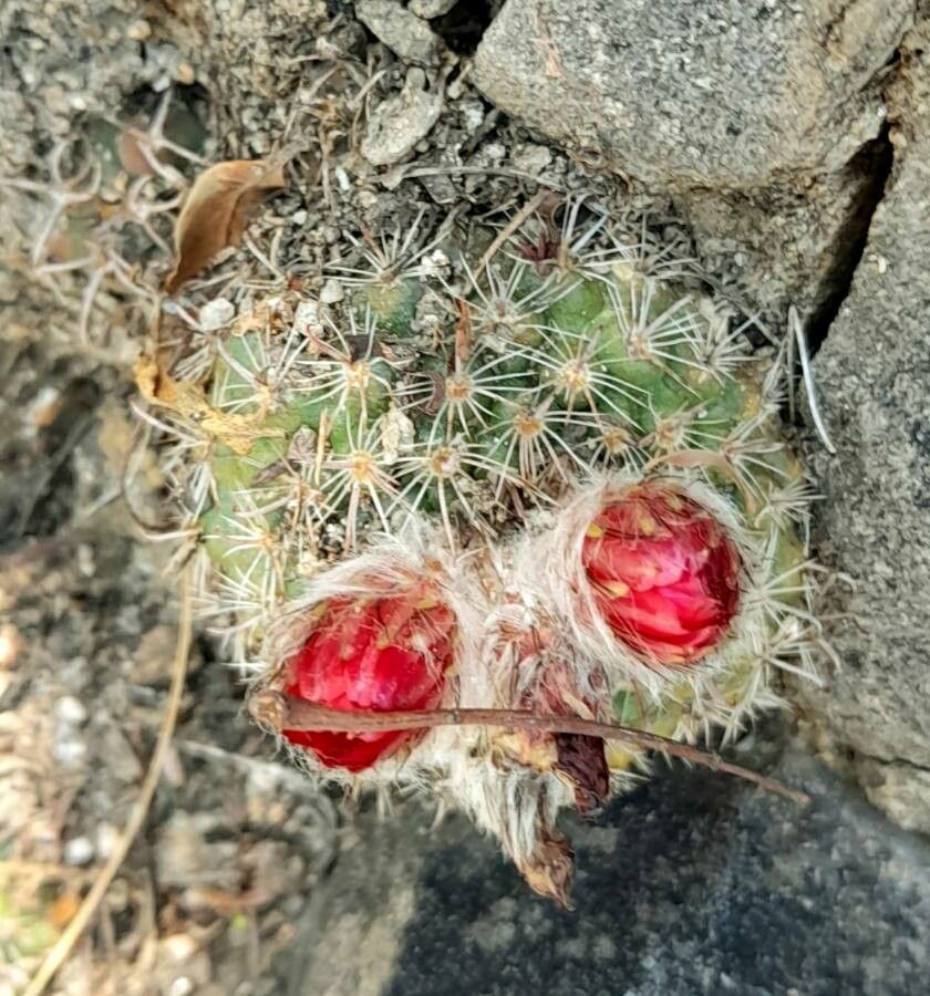 Parodia microsperma flower