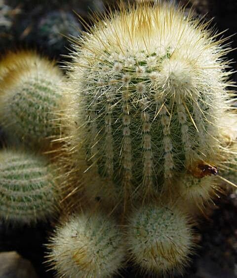 Parodia alacriportana habit