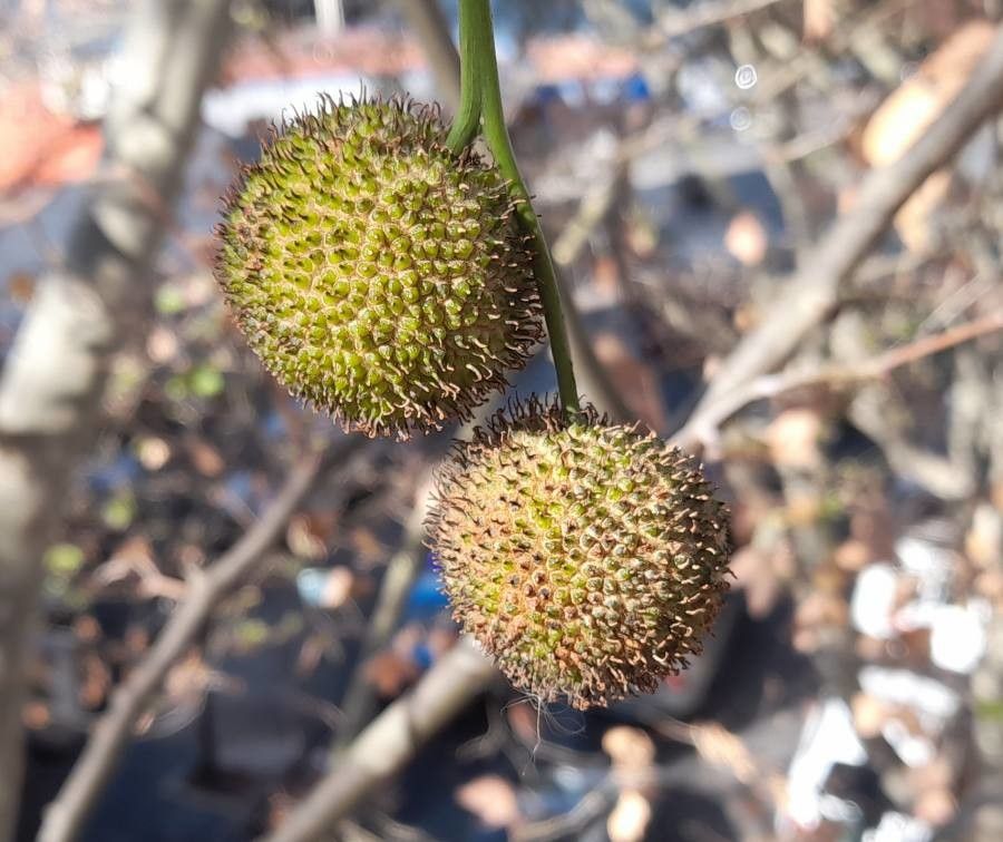 Platanus acerifolia fruit