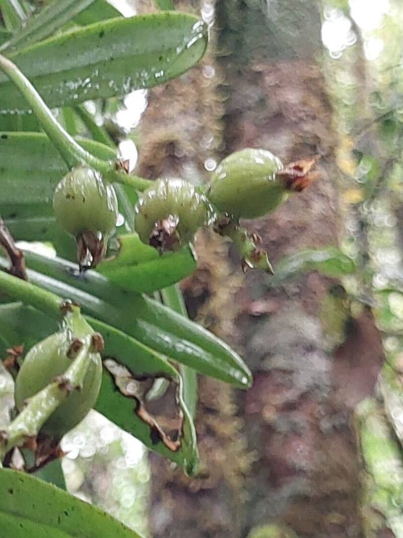 Bulbophyllum auriflorum fruit