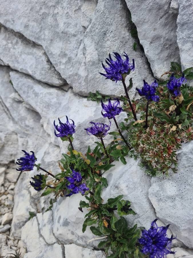 Phyteuma sieberi flower