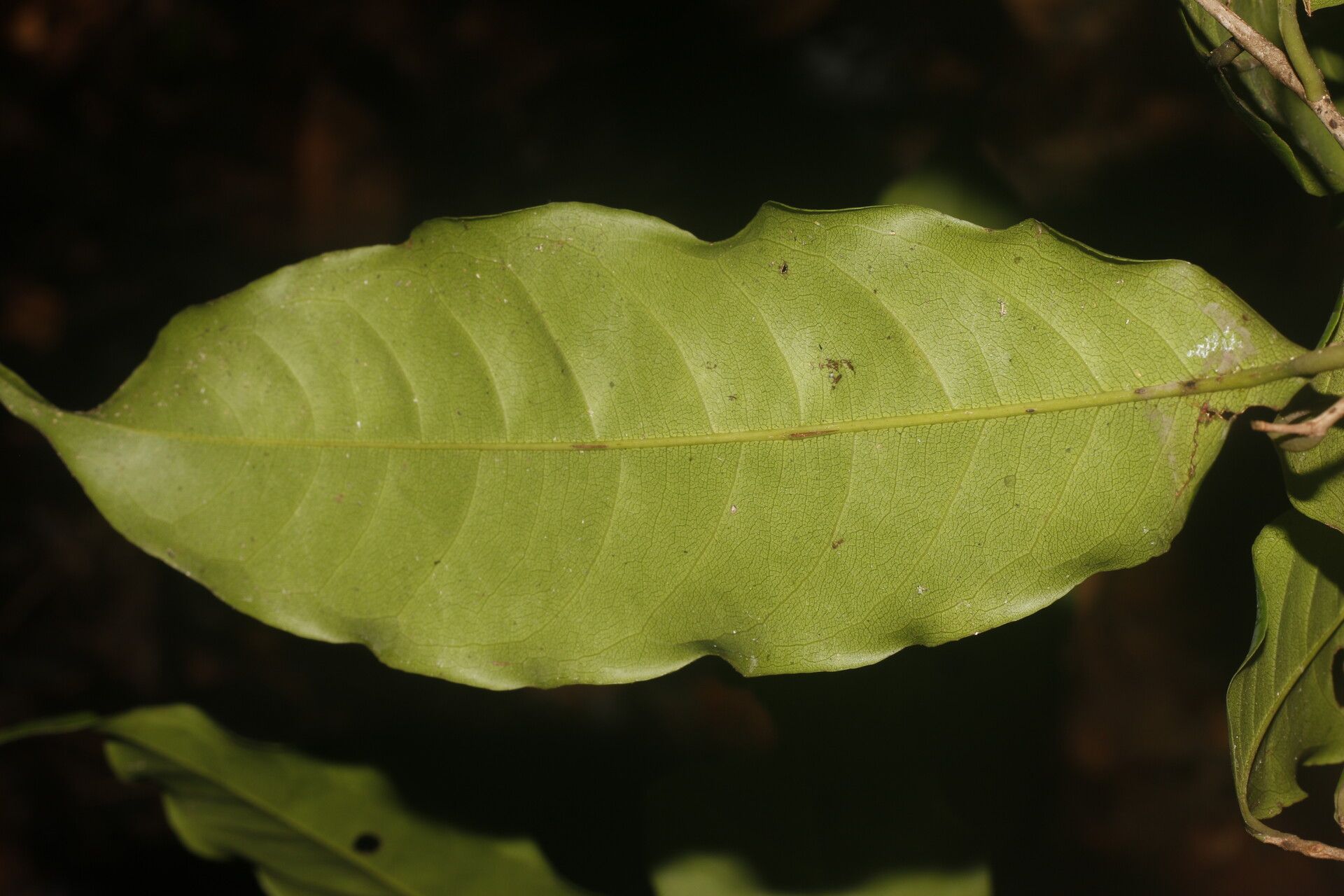 Eschweilera biflava — houseplant care guide