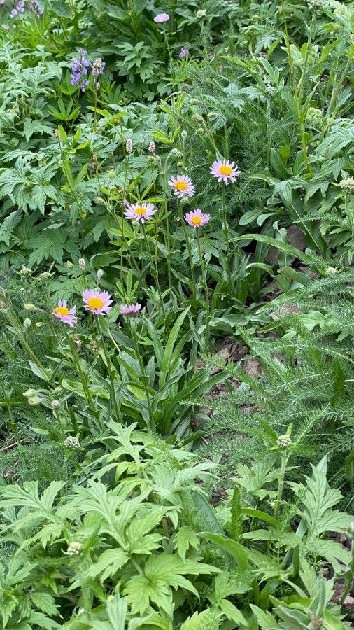 Erigeron peregrinus flower