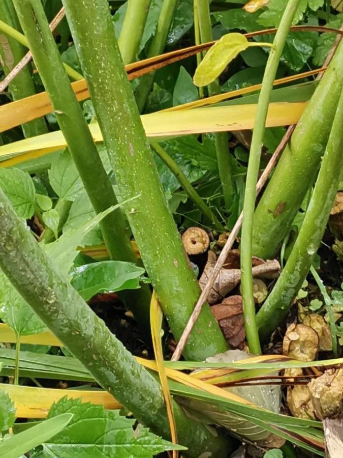 Hibiscus lasiocarpos bark