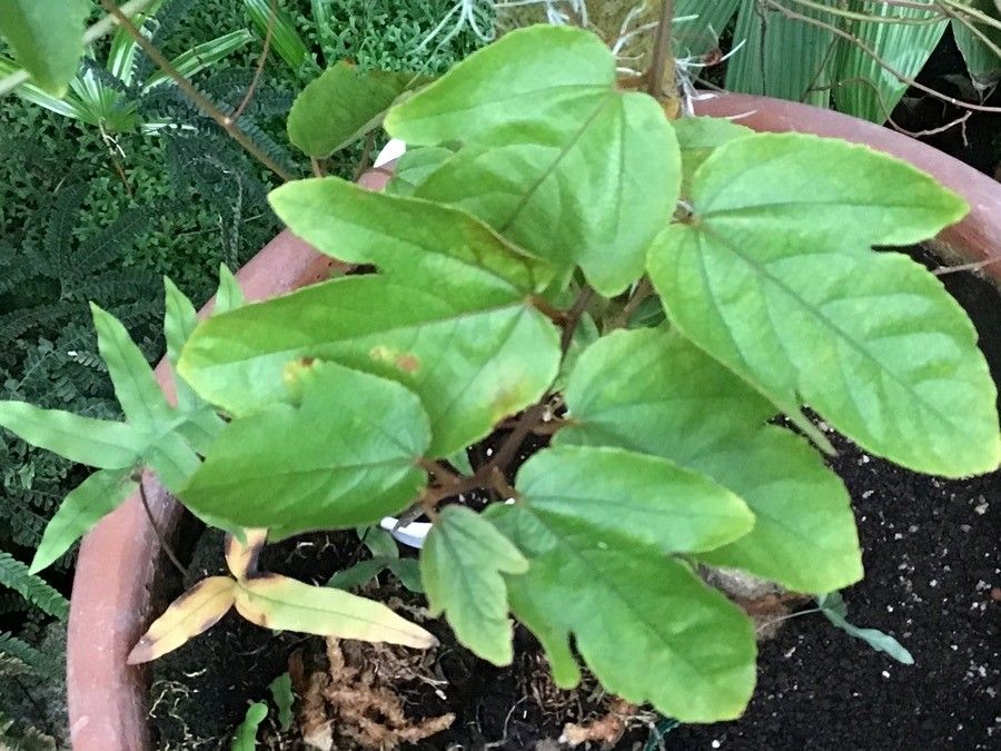 Adansonia za — search result for 'Adansonia'