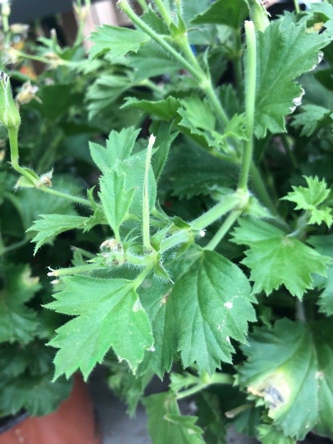 Pelargonium grandiflorum leaf