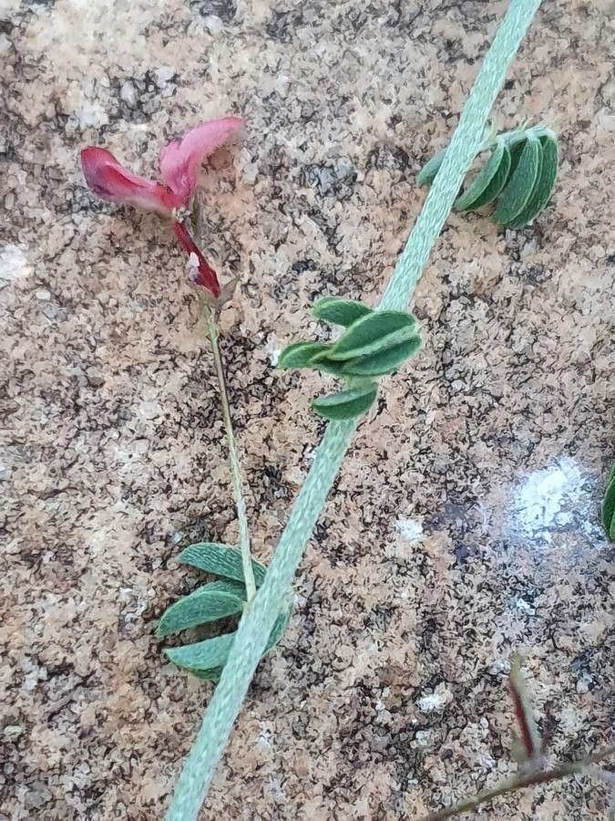 Indigofera vohemarensis leaf