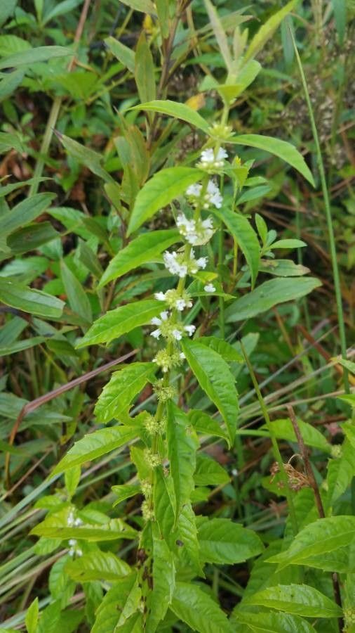 Lycopus rubellus other