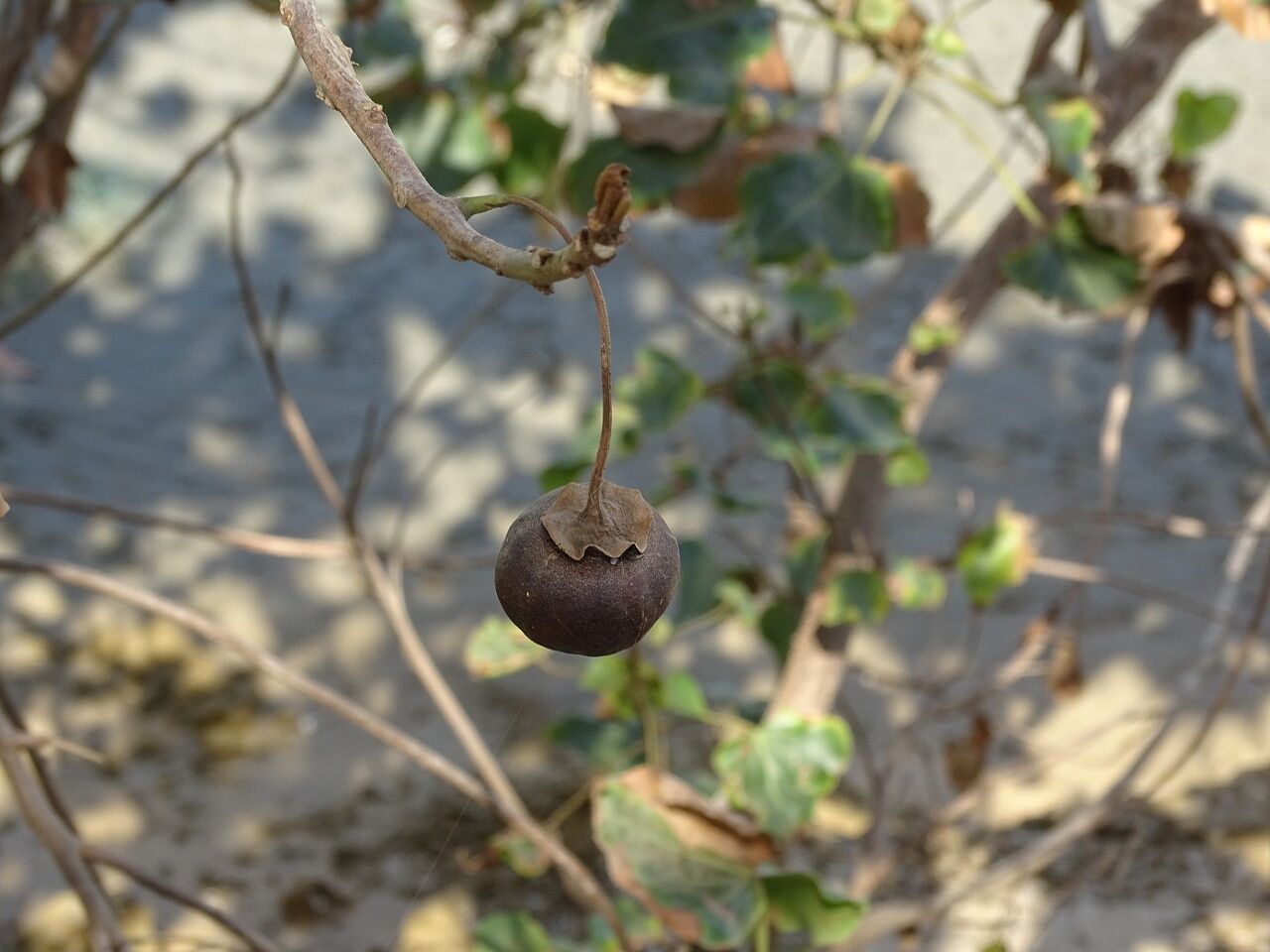 Thespesia populneoides fruit