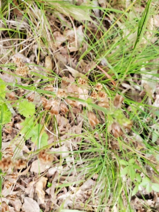 Luzula acuminata flower