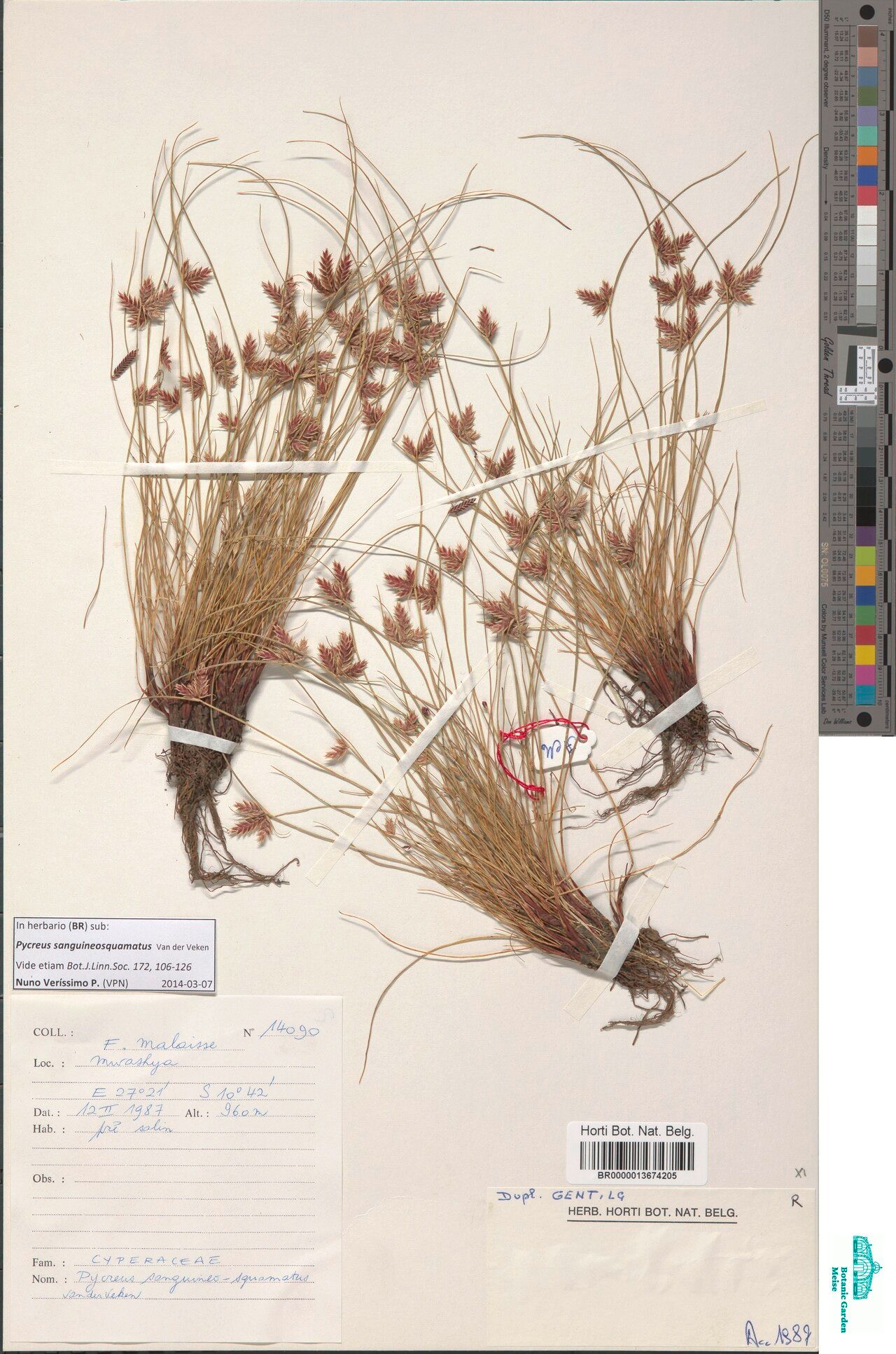 Cyperus fontinalis — houseplant care guide