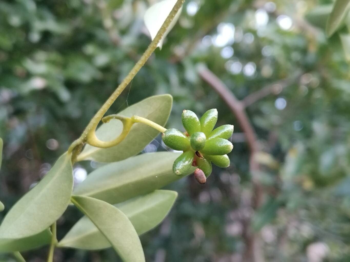 Artabotrys madagascariensis fruit