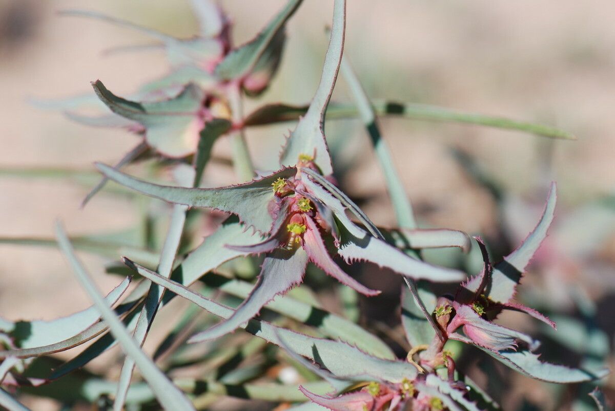 Euphorbia retusa flower