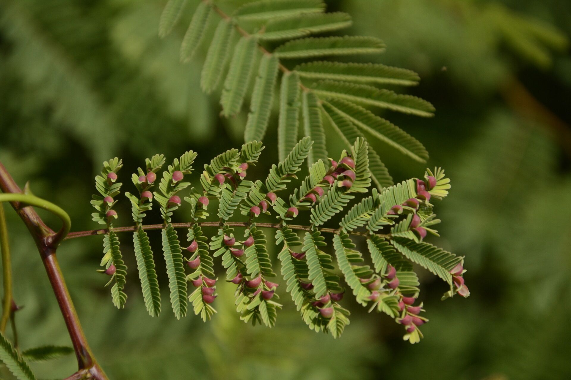 Senegalia chundra — houseplant care guide