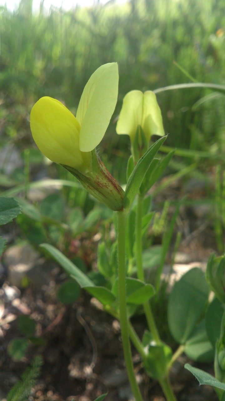 Tetragonolobus maritimus flower