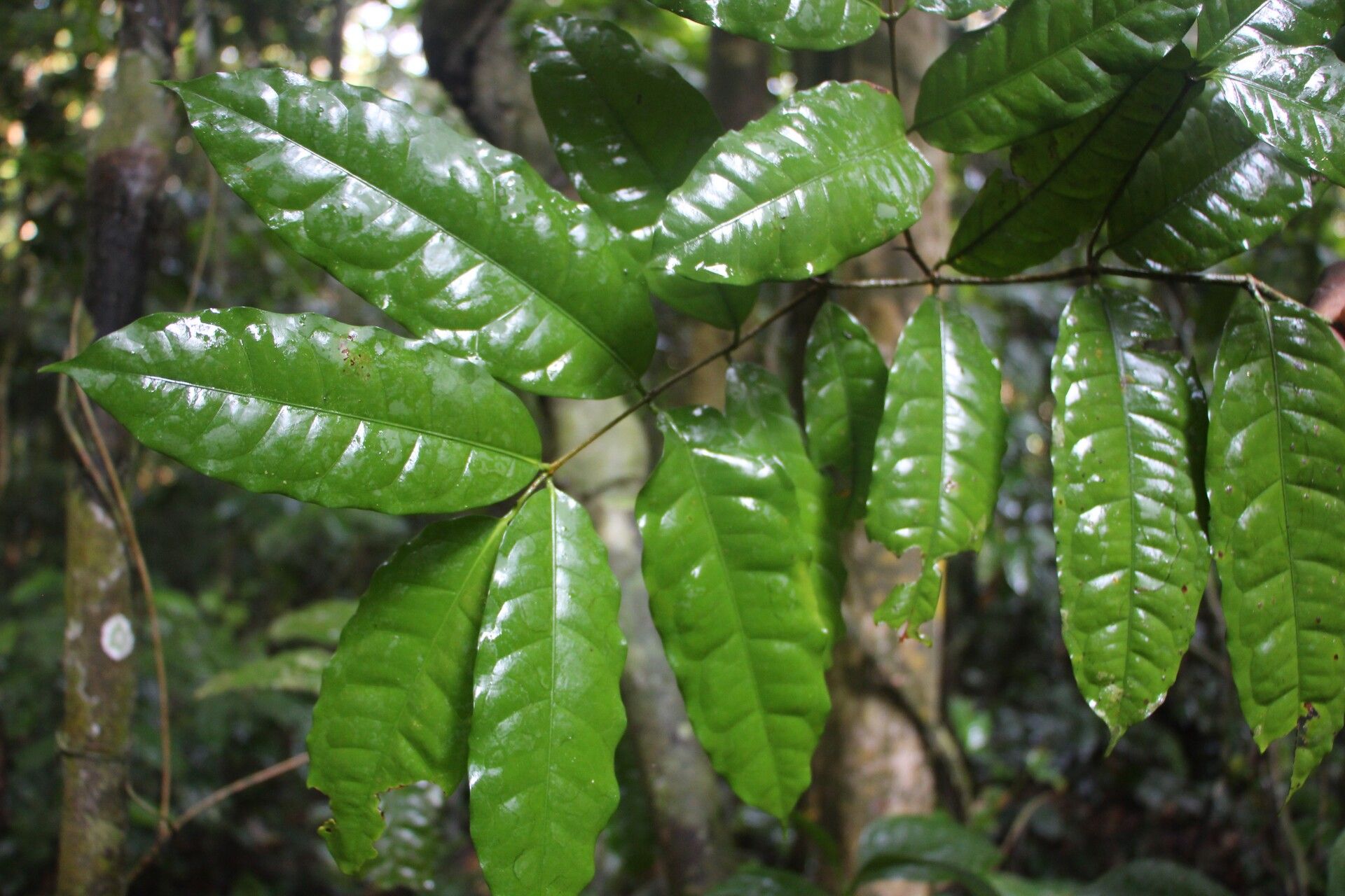 Ancylobothrys robusta leaf