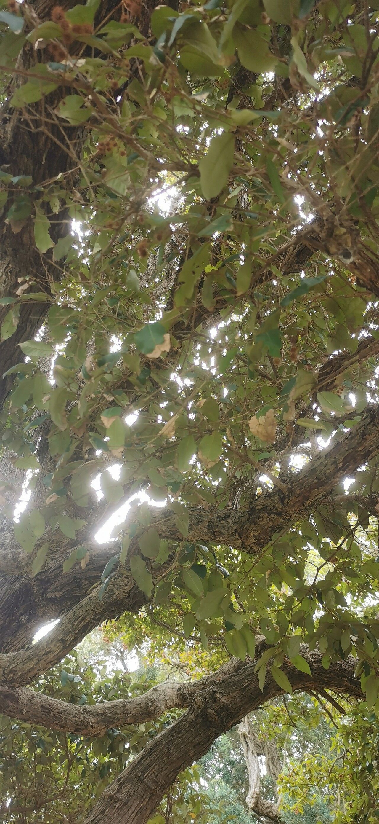 Backhousia leptopetala leaf