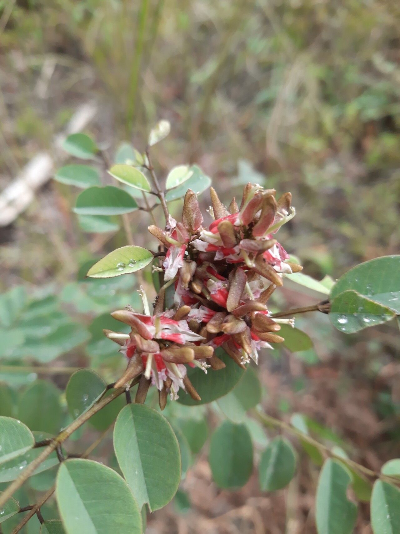 Indigofera emarginella flower