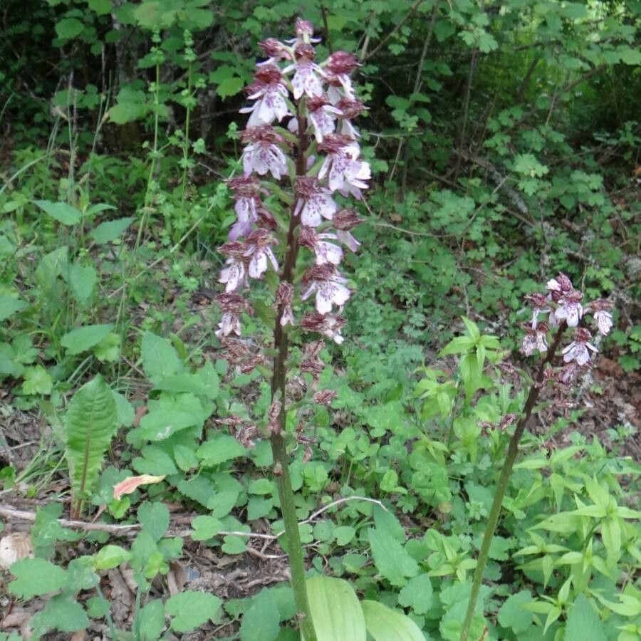 Orchis purpurea flower