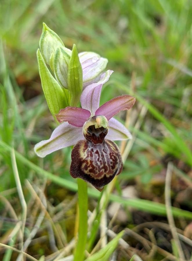 Ophrys aveyronensis flower