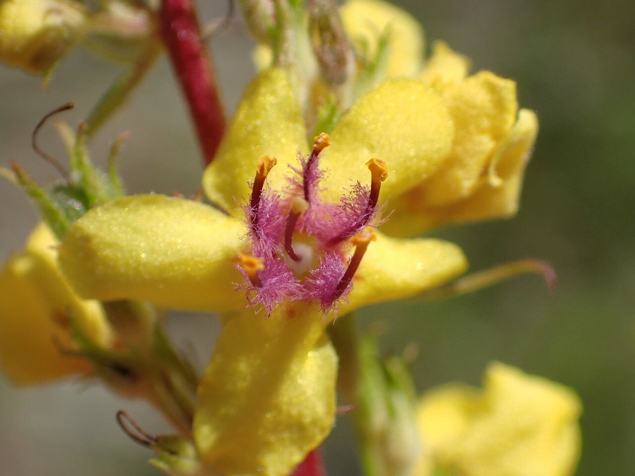 Verbascum chaixii flower