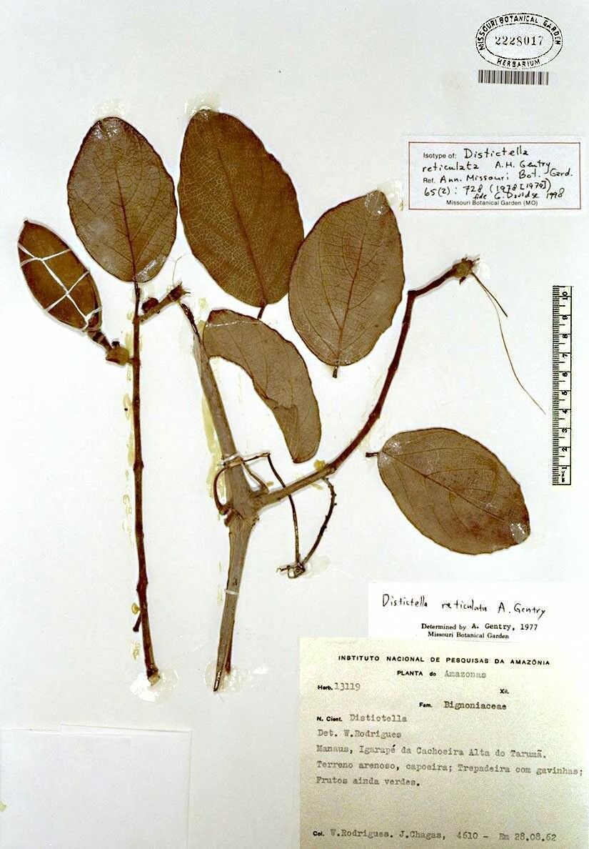 Amphilophium reticulatum — houseplant care guide